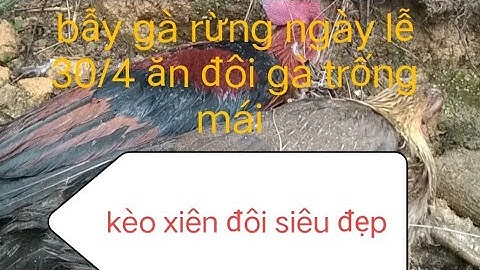 bẫy gà rừng sáng mới nhất kèo xiên đôi trống mái