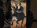 Wild Wonders: zebra is fighting with lion you never seen#viralvideo #lion