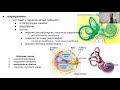 Подробности из жизни вестибулярного аппарата