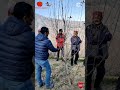 How to Apple pruning?/सेब के पौधों की प्रूनिंग कैसे करें?/Apple pruning camp/Apple cutting2022/Royal