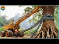 99 bulldozers tonnants et rapides pour enlever les grands arbres