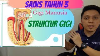 Sains Tahun 3 | Gigi Manusia | Struktur Gigi