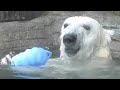 しろくまピースの元気プール遊び終盤編！！とべ動物園にて