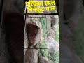 चित्रकूट धाम परिक्रमा #live #livestream #youtubeshorts #trending #trendingvideo #ytshort #ytshorts