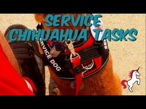 tasks-and-other-things-a-small-psychiatric-service-dog-can-do