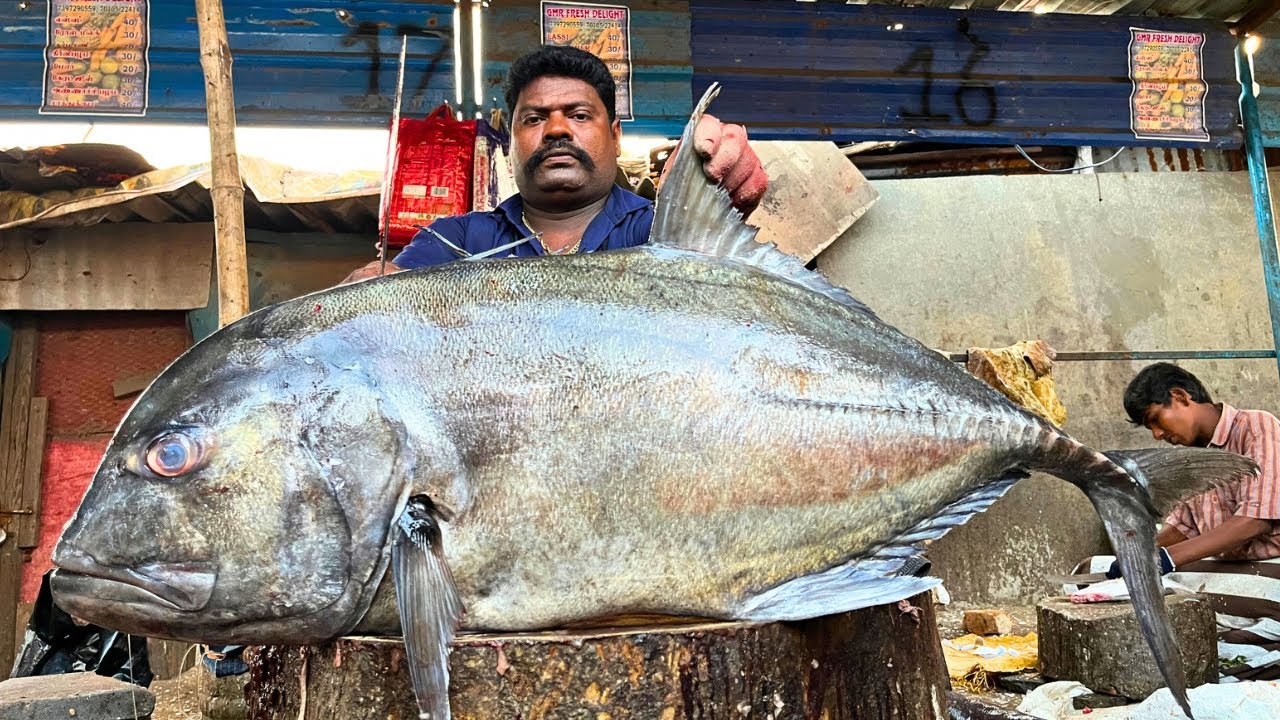 kasimedu-speed-selvam-40kg-big-giant-trevally-fish-cutting-video