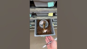 THIS is how you feed thawed rodents to a juvenile Ball Python!