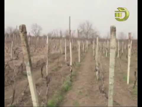 როდის იქნება მზადყოფნაში სეტყვის საწინააღმდეგო სისტემა - ტელეკომპანია \"გურჯაანი.