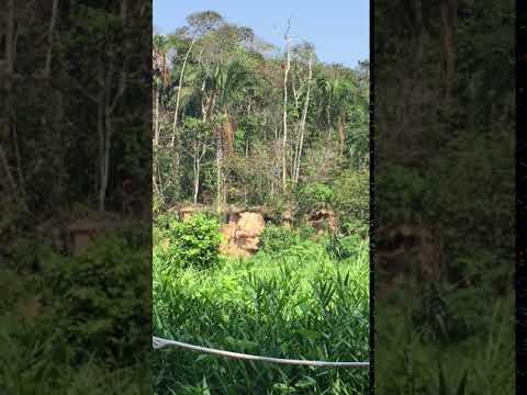 Video: Tambopata-Candamo nature reserve description and photos - Peru: Puerto Maldonado