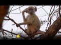 Baboons' Challenges and Adaptations