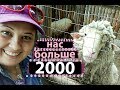 РОТВЕЙЛЕР в ПОДАРОК! Празднуем 2000.