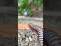 Millipede moving #insects #wildlife #amazinganimals