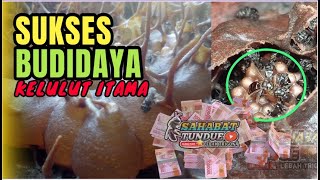 SUKSES BUDIDAYA KELULUT ITAMA #kelulut #trigona #klanceng #stinglessbee #bee #beekeeper #beekeeping