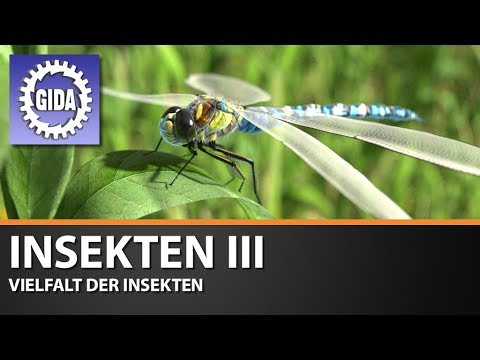 Video: Metamorphosen Der Vielfalt