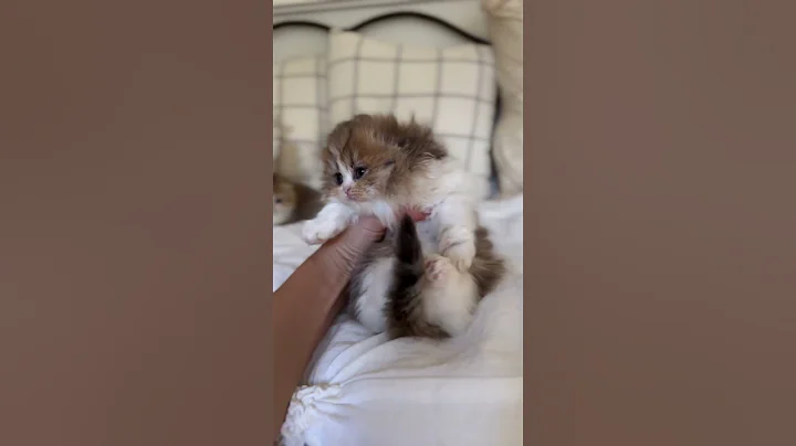 Video 8375511: cat munchkin baby kitten, playing munchkin cat kitten, munchkin cute kittens cat, cat kitten usa