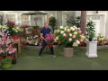 Cottage Farms Vanilla Strawberry Hydrangea on QVC Cottage Farms Vanilla Strawberry Hydrangea on QVC