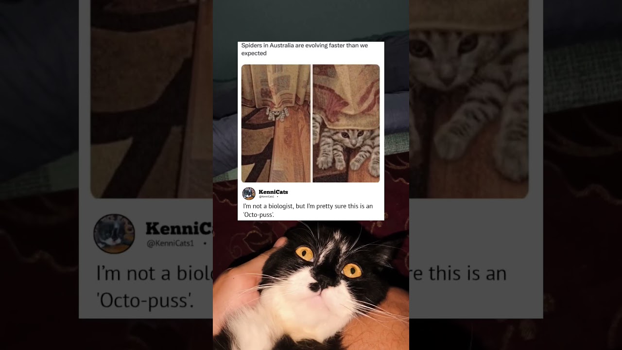 Spiders in Australia are evolving faster than we expected