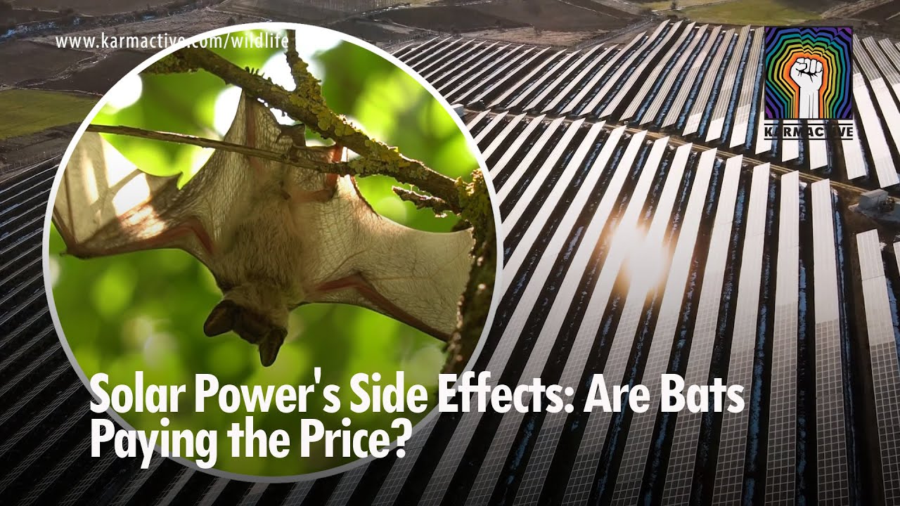 Solar Power's Side Effects: Are Bats Paying the Price? - YouTube