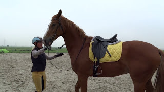 Teil 2 Falsches Anreiten Mit Großen Folgen,Einrollen,Steifheit.. Korrekturarbeit Kommentiert