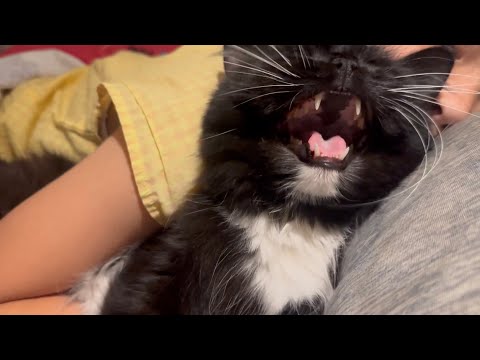 玄関でお出迎え、寝る時も側にいる猫　ラガマフィン　サイベリアンAcat that greets you at the door and stays by your side until bedtime