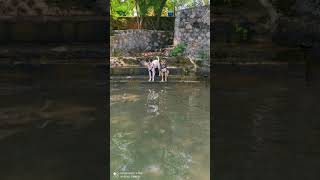 ‼️Perritos al AGUA? Mis perritas felices en la laguna ?️ #jalisco #samao  #lovedog #nayarit #viaje