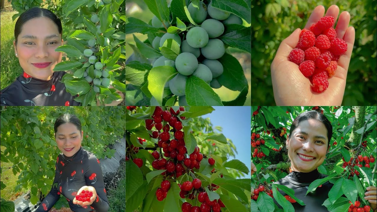 ប៊ូហ្វេcherryហេ🍒មេារញុំាប៉ូហ្វេផ្លែឈេឺនៅចំការផ្លែល្អៗណាស់ក្រហមច្រាល