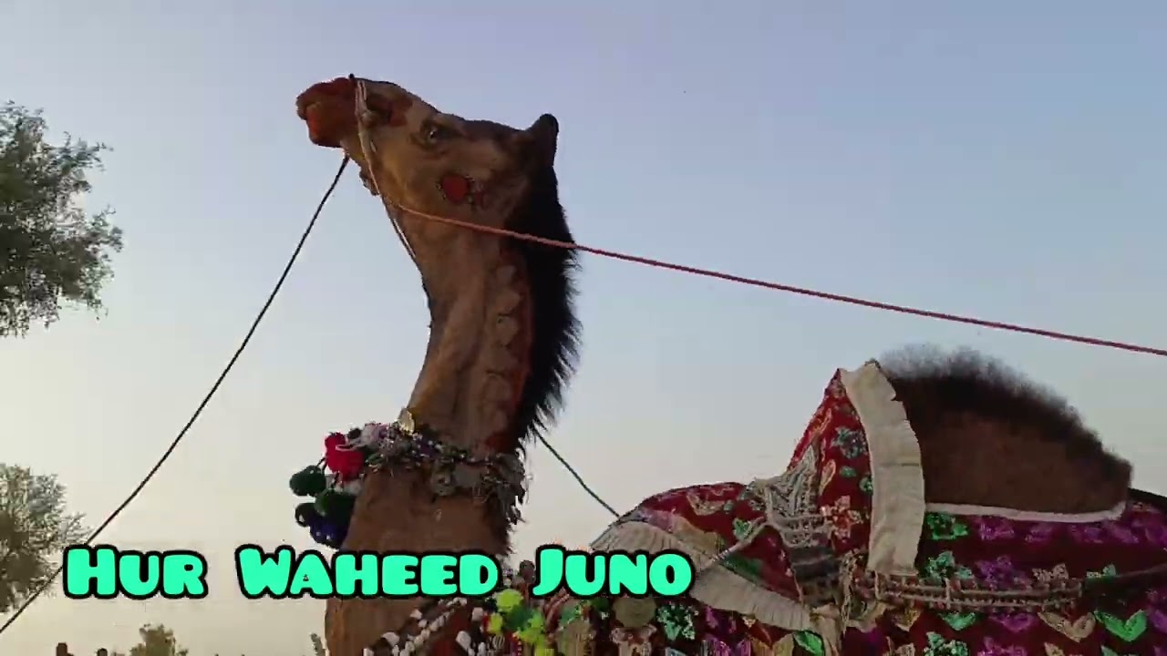 Camel raning Borly Mohmod Shah Bukhari Salyano usr mubarak Islam kot Thar 2023