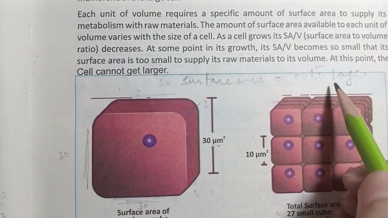 Surface area to volume ratio | Grade 9| Chapter 4 | Cells and tissues