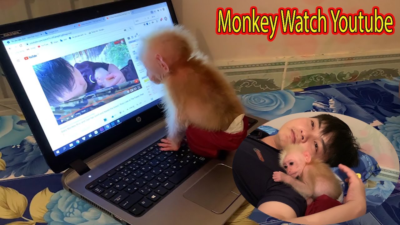 Princess Rosi watches Youtube and goes to sleep - MONKEY ROSI