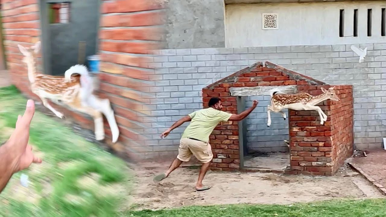 Ye Es Ko kia hai koe itna Taiz Hota hai Kiya😅