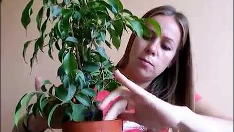 как легко и быстро размножить фикус Бенджамина!?