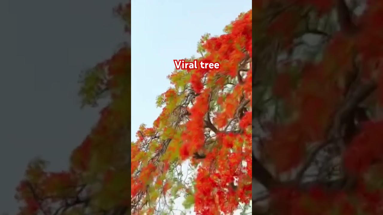 beautiful Nepal.with glums of flower in spring.a beautiful viral tree of jhapa budhabare ; Nepal.
