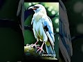 A Crow and Crane || कौआ और हंस #storytime #viralstory #viralshort #trending #trendingshorts