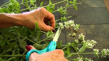 Catnip Harvest and Drying