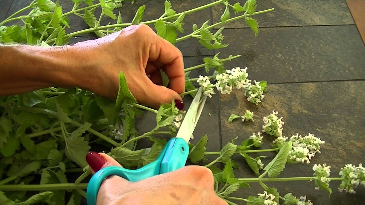 Catnip Harvest and Drying