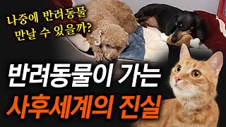 반려동물의 전생과 인연, 윤회 | 내가 키우는 반려견, 반려묘 죽으면 나중에 나를 마중 나올까? | 강아지, 고양이 사후세계