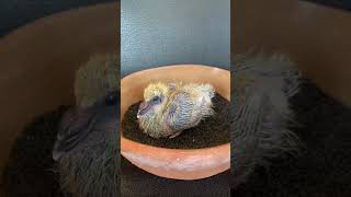 Baby Pigeon Growth Day 1 To Day 30