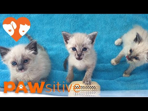 The loudest and cutest Siamese kittens ever | PAWsitive 🧡