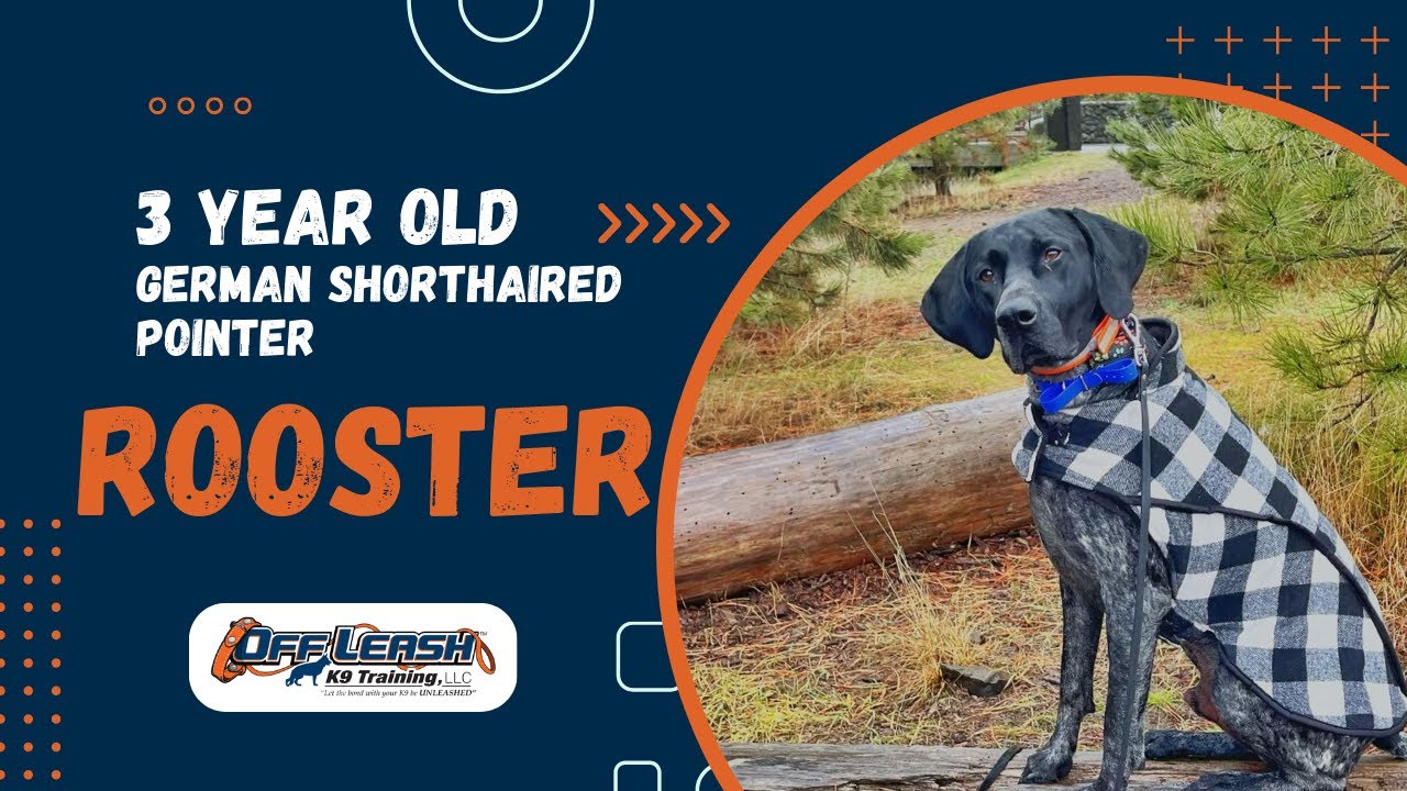German Shorthair Pointer, 3 yr old, "Rooster" | Amazing GSP Obedience Training