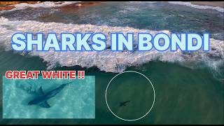 SHARKS IN BONDI 