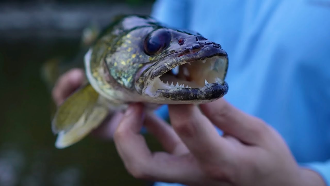 DÉFI 4 Heures de Pêche sur la Riviere des Mille iles!