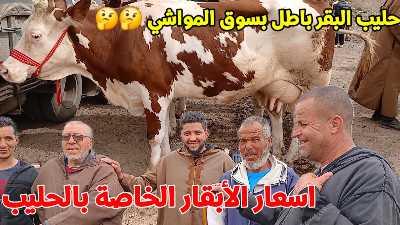 سوق البويرة للمواشي : فيديو خاص بأسعار الأبقار تاع الحليب و الوكريفة الصغيرة  تراجع في أسعار الأبقار