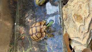 Pickles Update! #Pickles#sulcata #sulcatatortoise #tortise #tort#pet#amazing #pets #love #tortiseMom