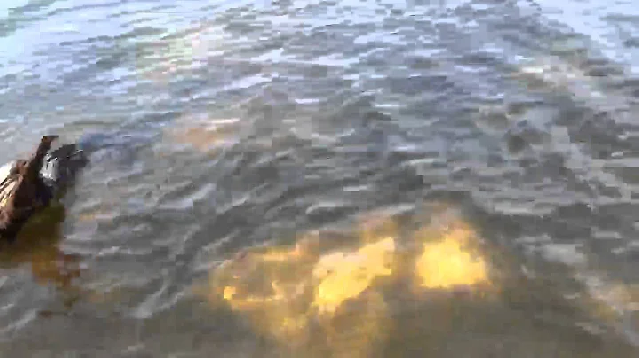 Donald catches a huge catfish