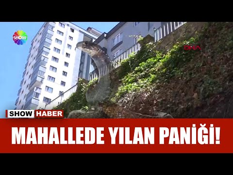 ''Yılan'' hikayesi!