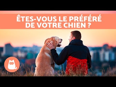 Vidéo: 11 signes que vous êtes réellement plus chien que humain