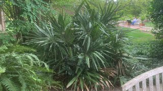 Needle palms outside the Museum of African Art in D.C.