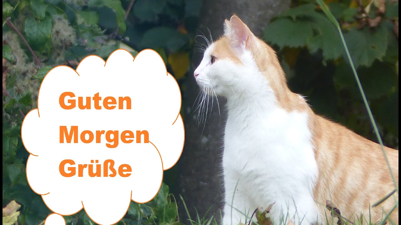 Guten Morgen Grüße Youtube