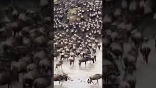 over 1.5 million wildebeest migration crossing the Mara river