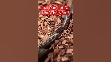 Quá Trình Lột Da Của Loài Rắn Sẽ Như Thế Nào? #shorts #snake